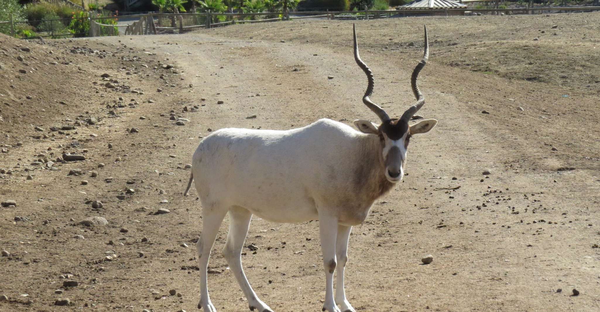 De Agadir, visite du parc national Souss Massa - Hizvo