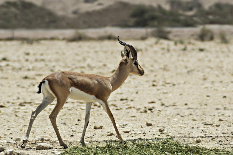 Desde Agadir: tour al parque nacional de Souss Massa