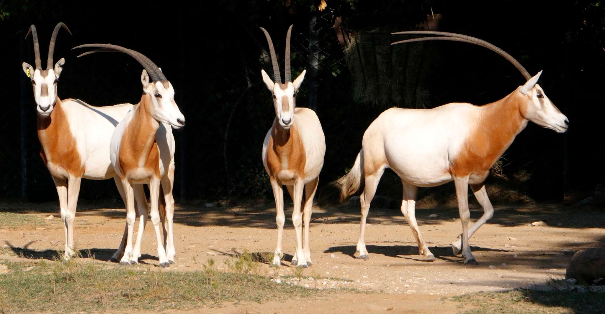 De Agadir, visite du parc national Souss Massa - Hizvo