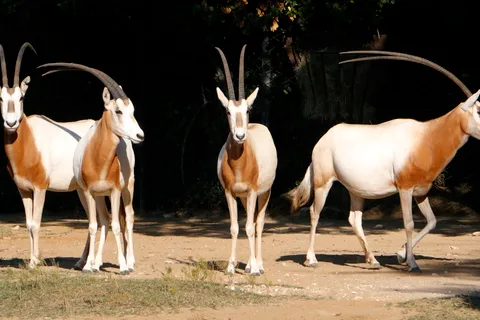 Desde Agadir: Excursión al Parque Nacional de Souss Massa