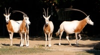 Da Agadir, Tour del Parco Nazionale di Souss Massa - Hizvo