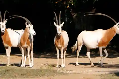 From Agadir: Souss Massa National Park Tour