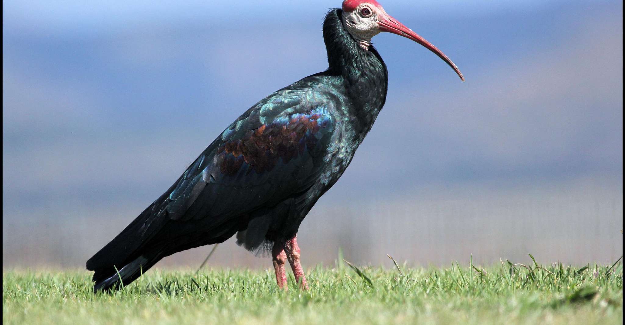 De Agadir, visite du parc national Souss Massa - Hizvo
