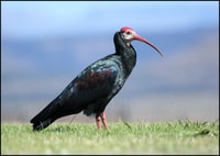 Da Agadir, Tour del Parco Nazionale di Souss Massa - Hizvo