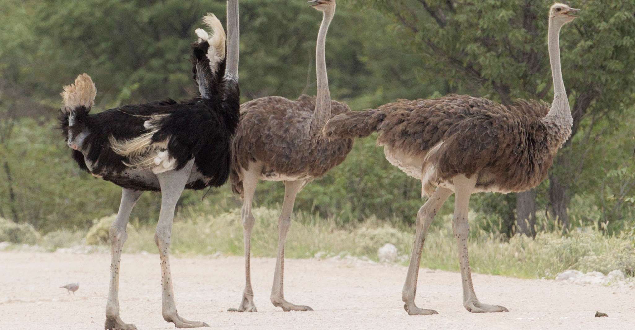 De Agadir, visite du parc national Souss Massa - Hizvo