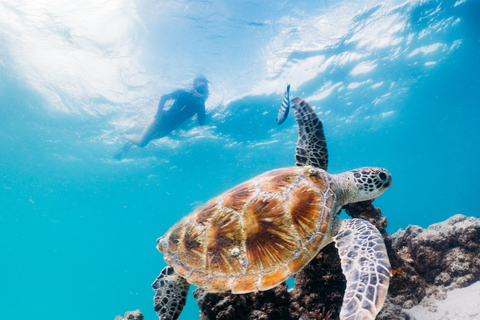 Moreton Island: Escursione di un giorno a Tangalooma: Crociera alla scoperta del mareCrociera di un giorno a Tangalooma con Crociera alla scoperta del mare