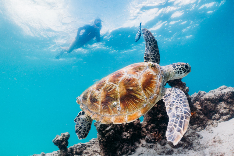 Moreton Island: Crociera alla scoperta del mare e osservazione dei delfini