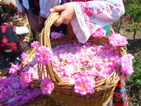 Rose Valley, Shuttle Group Day-Trip - Housity