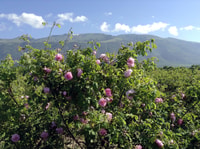 Rose Valley, Shuttle Group Day-Trip - Housity