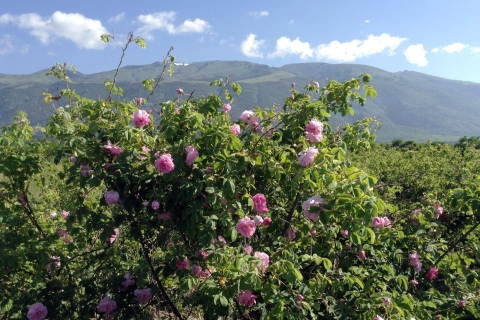 Valle de las Rosas: Excursión de un día en grupo de trasladoValle de las Rosas: Excursión privada de un día