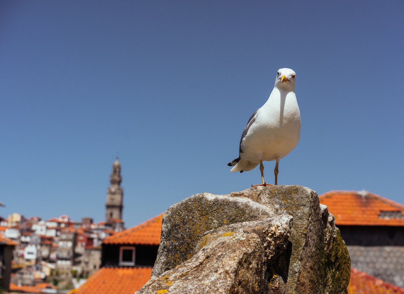 Porto: Harry Potters inspirationstur