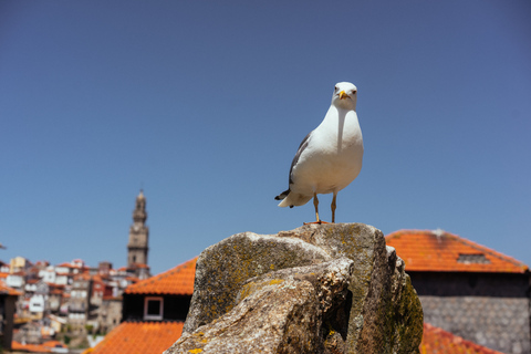 Porto : visite sur le thème de Harry Potter