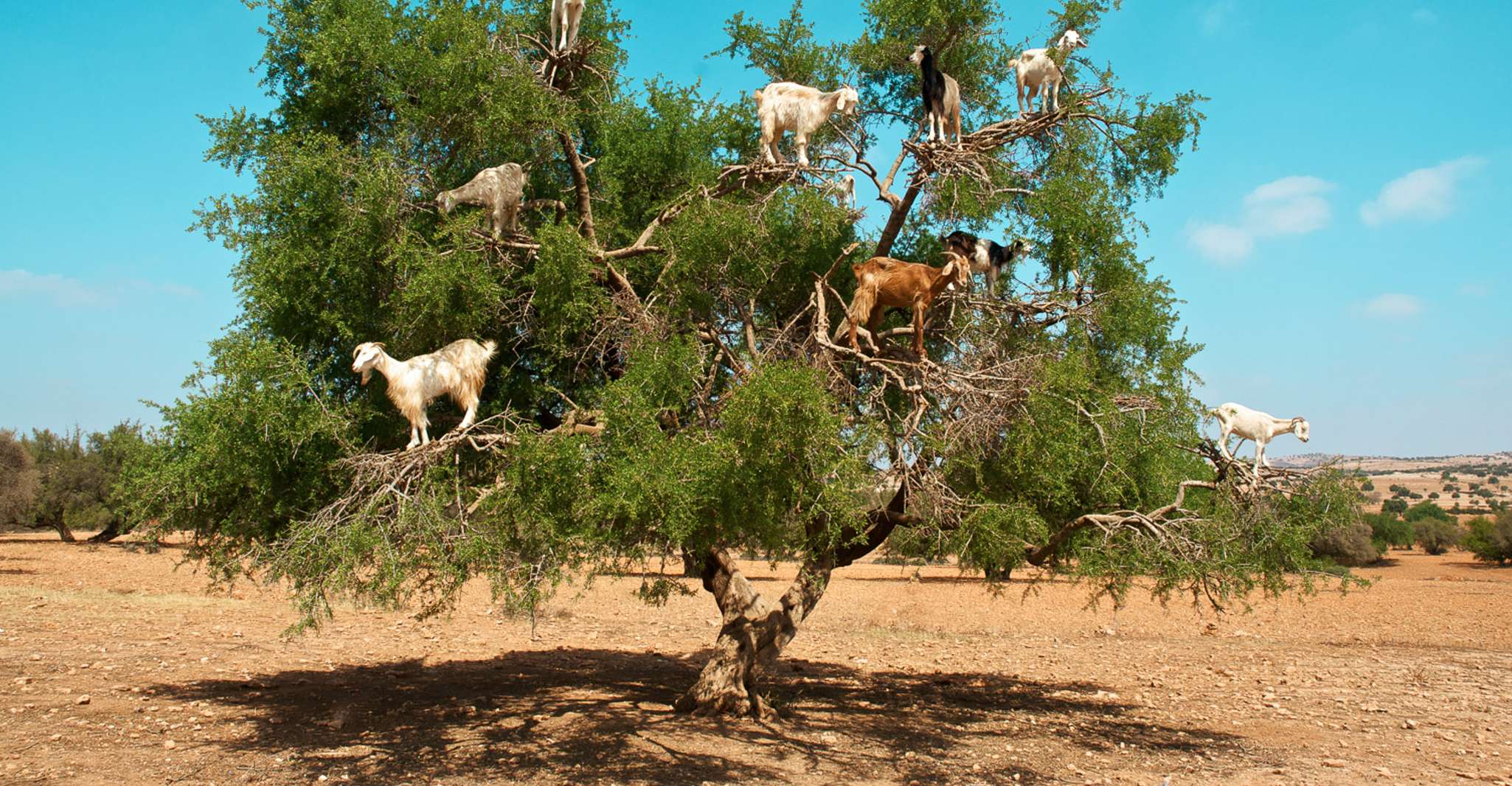 Von Marrakesch, Essaouira Private Tagesausflug - Hizvo
