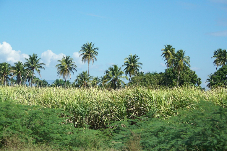 Cabarete: 2-persoons Dominicaanse plattelandsbuggytour