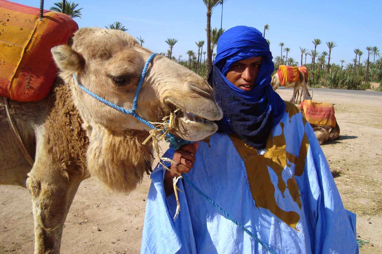 Marrakesh Countryside: 1-Hour Palm Grove Camel Ride