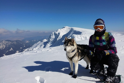 Nordreisa: guided snowshoe tour with a husky Guided snowshoe tour 2h with a husky & snack & campfire