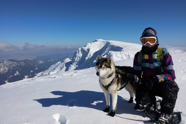Nordreisa: guided snowshoe tour with a husky Guided snowshoe tour 2h with a husky & snack & campfire