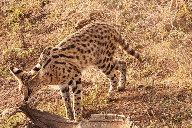 Nairobi Park Safari, Sheldrick's Orphanage & Giraffe Center Shared Drive in Open-Roof Van Game Drive