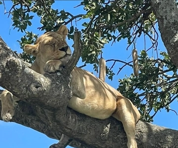 #Excursão de 1 dia para o Safari em Tarangire - ISMANI TOURS & SAFARI