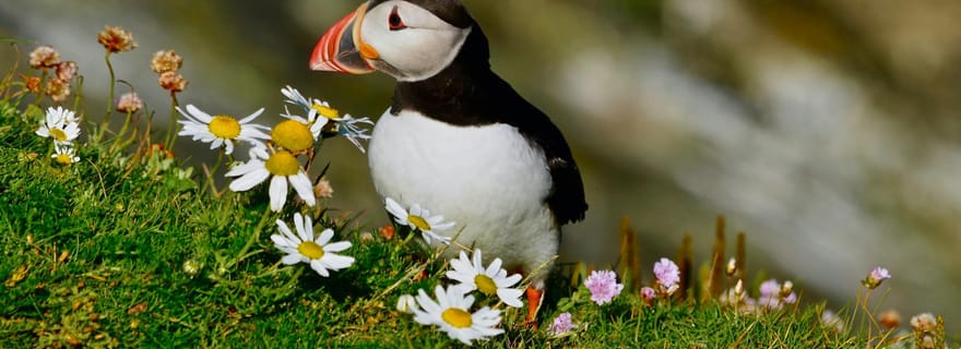 Lerwick : l'Express des macareux - Visite de 3 heures du sud de Mainland