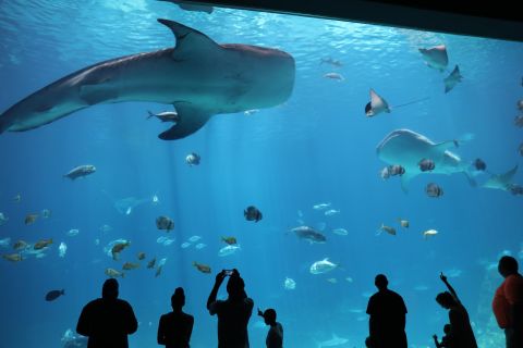 Atlanta: Georgia Aquarium - Ticket ohne Anstehen