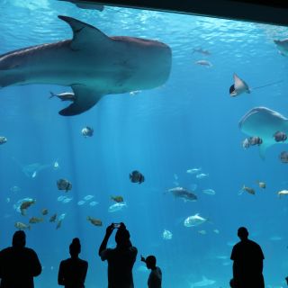 Atlanta: Georgia Aquarium Skip-the-Box-Office
