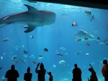 Georgia Aquarium: Ticket ohne Anstehen an der Kasse Georgia Aquarium: Ticket ohne Anstehen an der Kasse