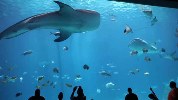 Atlanta: Georgia Aquarium Skip-the-Line Tickets
