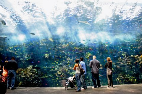 Atlanta: toegangsticket Georgia Aquarium Skip-the-Box-Office