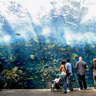 Atlanta: Georgia Aquarium Skip-the-Box-Office Eintrittskarte