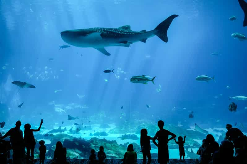 Atlanta Aquarium Ticket ohne Anstehen GetYourGuide