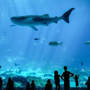 Atlanta: Georgia Aquarium Skip-the-Line Tickets