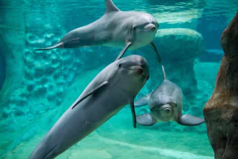 Aquarium de Géorgie : billets coupe-file pour la billetterie