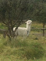 Cotopaxi, Nature and Adventure Guided Trekking Tour - Housity