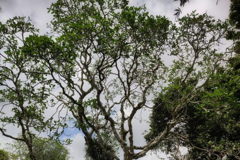 Colombo: Galle Fort, River Safari, and Coast Day Trip From Colombo, Negombo and kaluthara to Galle Fort