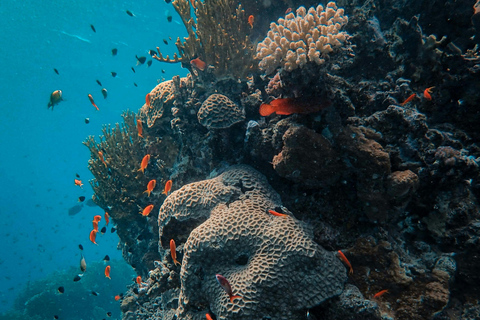 Zanzibar: Blue Lagoon Snorkeling & Sandbank Tour with BBQ Blue Lagoon Snorkeling & Sandbank Tour without Transfer