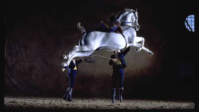 jerez de la frontera how the andalusian horses dance