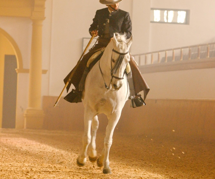 Jerez de la Frontera: Como os Cavalos Andaluzes Dançam