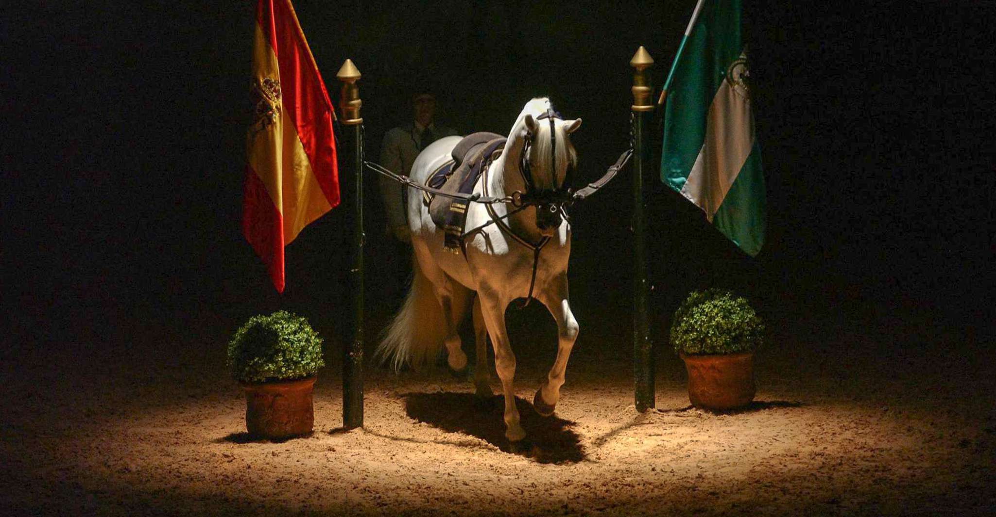 Jerez de la Frontera, How the Andalusian Horses Dance - Housity