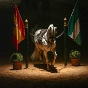 Jerez de la Frontera: "Wie andalusische Pferde tanzen"