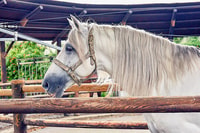 Jerez, Royal Andalusian School of Equestrian Art Admission - Housity