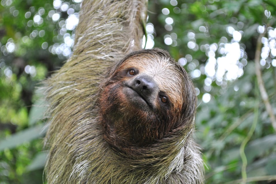 La Fortuna: Half-day Wildlife Safari Float 