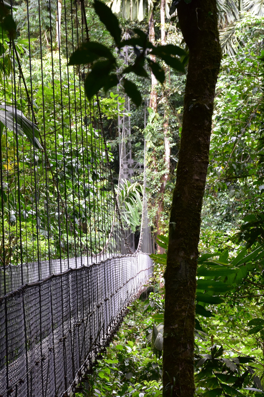 Arenal Hanging Bridges Half Day Tour From La Fortuna Getyourguide