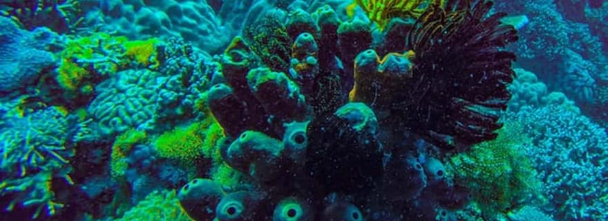 ZANZIBAR : Forêt de Jozani, grotte de Salaam, The Rock et Blue Lagoon