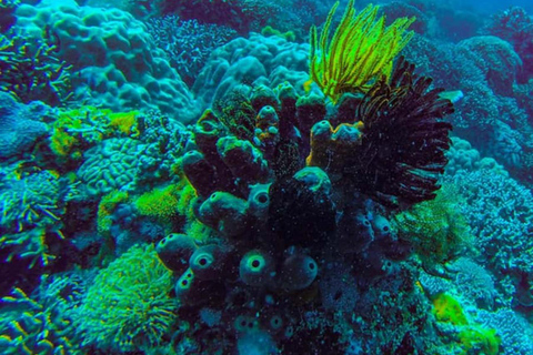 ZANZIBAR: Las Jozani, jaskinia Salaam, The Rock i Blue LagoonWYCIECZKA PRYWATNA BEZ ODBIORU Z HOTELU I TRANSPORTU POWROTNEGO