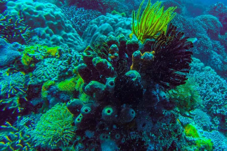 ZANZIBAR: Las Jozani, jaskinia Salaam, The Rock i Blue LagoonWYCIECZKA PRYWATNA BEZ ODBIORU Z HOTELU I TRANSPORTU POWROTNEGO