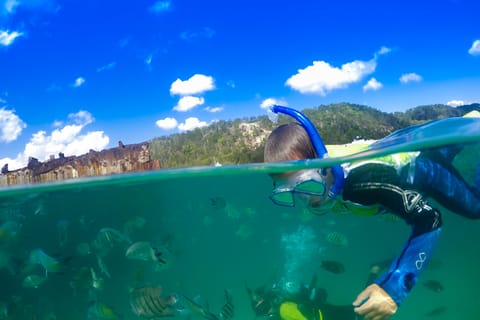 From Brisbane: Tangalooma Cruise with Wrecks Snorkel Tour