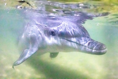 Moreton Island: Snorkel the Wrecks & Dolphin Feeding