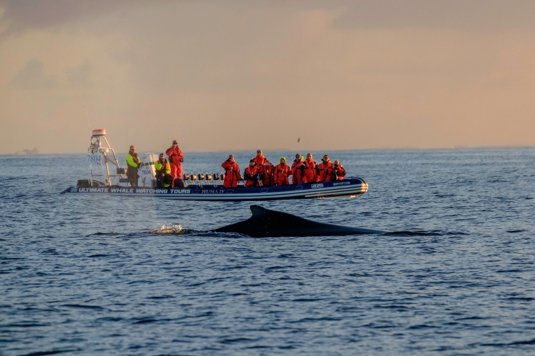 Reykjavik: premium walvis spotten met flexibel ticketReykjavik: premium walvissen spotten met flexibel ticket