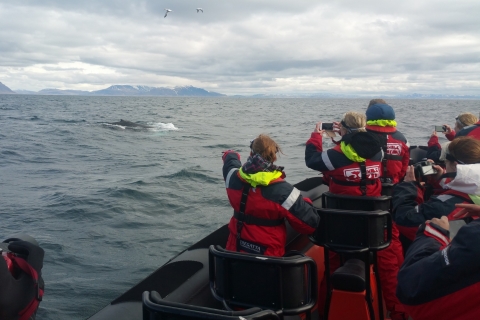 Reykjavik: Observation des baleines avec billet flexibleReykjavik: observation des baleines premium avec billet flexible